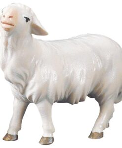 900131 Schaf geradeaus schauend